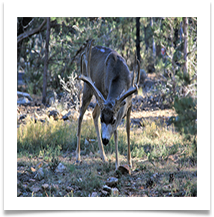 Deer in the Campsite - Martin Ellison